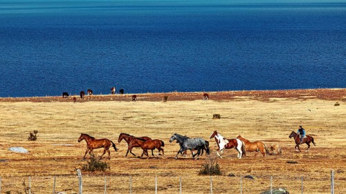 Horses move along the lakeshore in a wide, stony steppe, A gaucho with his horses in the landscape