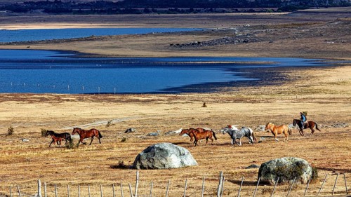 Rider drives herd of horses through dry steppe along the blue lake, A gaucho with his horses in the