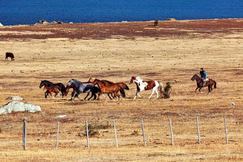Rider accompanies herd of horses through dry, wide steppe by the lake, A gaucho with his horses in