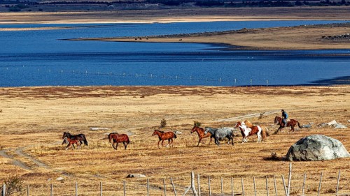 Herd of horses in a wide steppe under a blue sea and cloudy sky, A gaucho with his horses in the