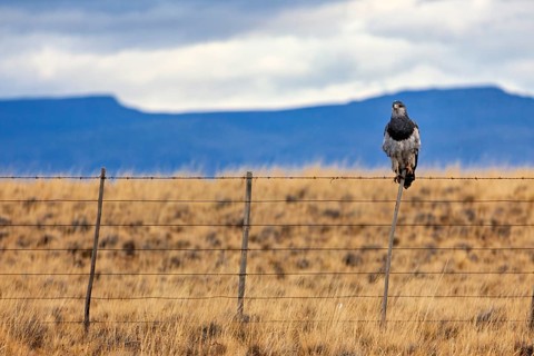 An eagle sits on a fence in a vast grassy landscape with mountains and a cloudy sky, A bird of prey