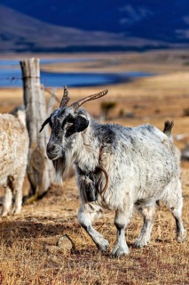 A single goat with horns in a pasture, A herd of goats and sheep in the Patagonian landscape in