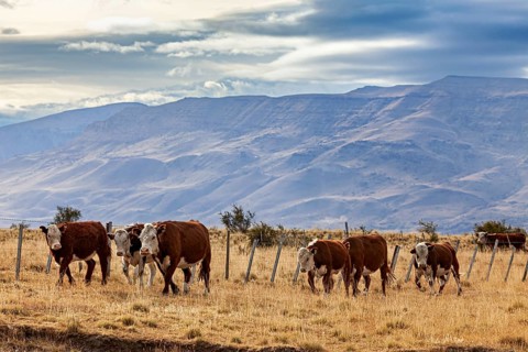 Cattle grazing on a dry pasture in front of a mountainous landscape under a cloudy sky, A herd of