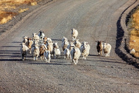 A flock of sheep walks leisurely along a remote, dusty road, A flock of goats and sheep in the