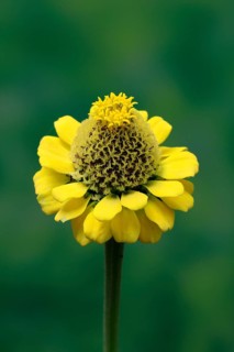 Zinnia (Zinnia elegans), flower, flowering, Germany