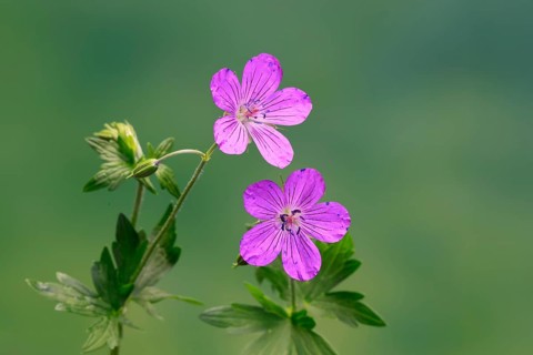 Cranesbill (Geranium cinereum), flowering, flowers, perennial plant, perennial, Ellerstadt, Germany