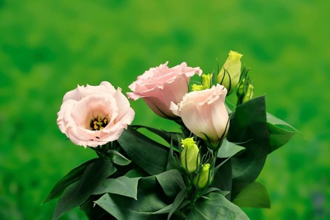 Prairie gentian, Lisianthius, Eustoma, flowering, Germany