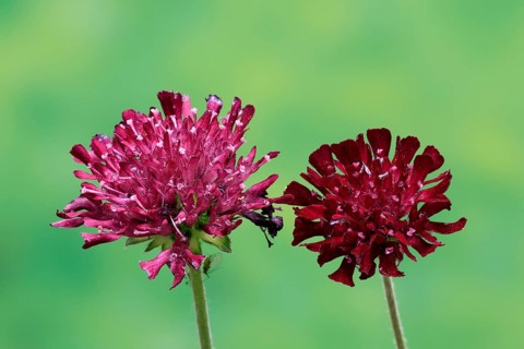 Macedonian widow flower (Knautia macedonica), flowering, Germany