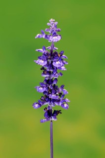 Mealycup sage (Salvia farinacea), flowering, flower, Ellerstadt, Germany