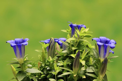 Koch's gentian (Gentiana acaulis), flowering, Germany