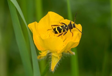Wasp-like patterned wasp, also common wasp (Clytus arietis), wasp mimicry, Valais, Switzerland