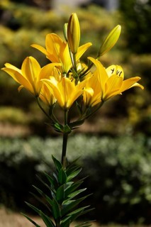 Magnificent lilies, June, Germany