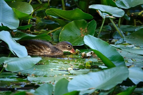 Young mandarin duck in a water lily pond, July, Germany