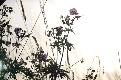 Meadow cranesbill, July, Germany