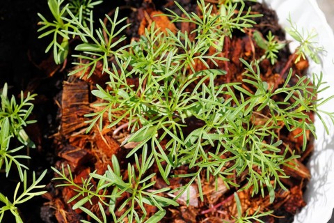 Ornamental basket 'Sensation Mix' (Cosmos bipinnatus), seven weeks after sowing, top view, North