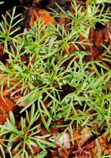 Ornamental basket 'Sensation Mix' (Cosmos bipinnatus), seven weeks after sowing, top view, North