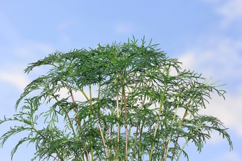 Ornamental basket 'Sensation Mix' (Cosmos bipinnatus), nine weeks after sowing, in the blue sky,