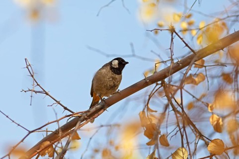 White-eared Bulbul (Pycnonotus leucotis) in the Thar Desert or Great Indian Desert, near Jaisalmer,