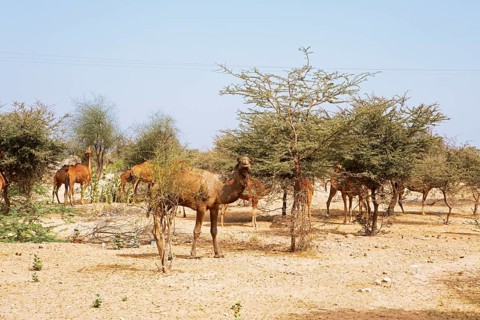 Dromedaries (Camelus dromedarius) feeding on trees in the Thar Desert or Great Indian Desert, near