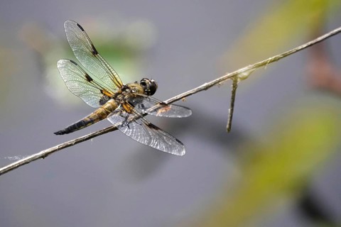 Dragonfly on a lake shore, July, Germany