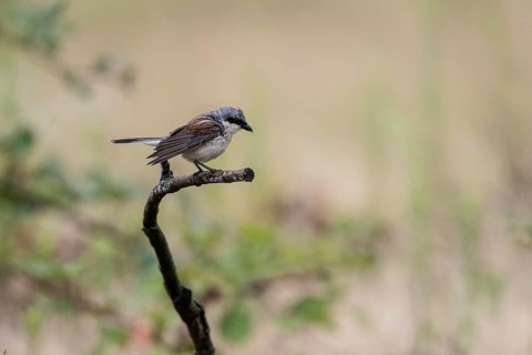 Red-backed shrike (Lanius collurio), Rhineland-Palatinate, Germany