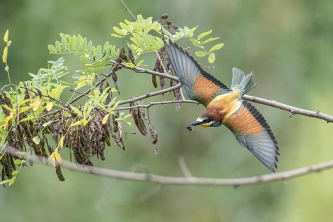 Bee-eater (Merops apiaster), Rhineland-Palatinate, Germany