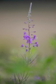 Willowherb (Epilobium angustifolium), Emsland, Lower Saxony, Germany