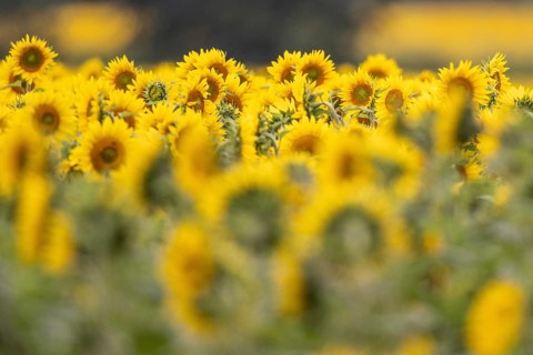 Sunflowers (Helianthus annuus), Emsland, Lower Saxony, Germany