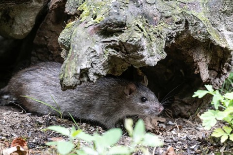 Norway rat (Rattus norvegicus), Emsland, Lower Saxony, Germany