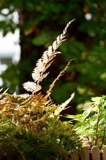 Red veil fern (Dryopteris erythrosora)