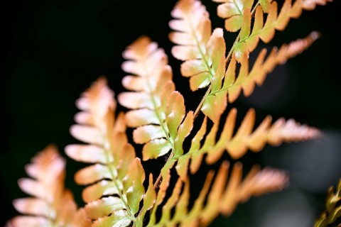 Red veil fern (Dryopteris erythrosora)
