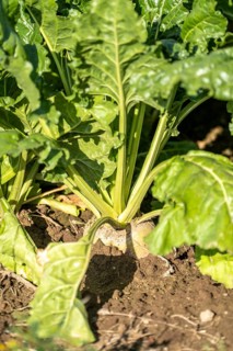 Sugar beet in a field, still growing, west of Kerken, on the Lower Rhine, North Rhine-Westphalia,