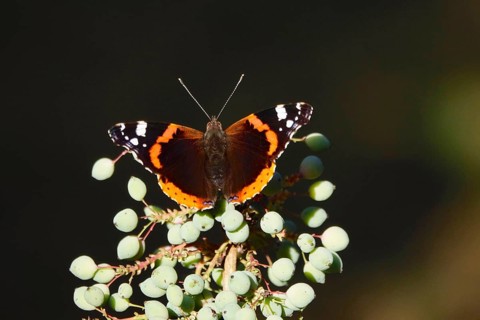 Admiral (Vanessa atalanta), June, Saxony, Germany