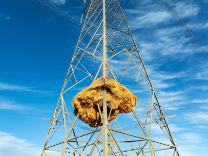 Huge nest of Sociable Weavers (Philetairus socius) built in an elecricity pylon. Low angle aerial