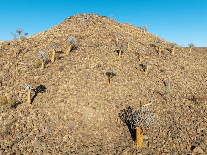 Quiver Tree (Aloidendron dichotomum). At the slope of a conical rock, a so-called Prince Albert