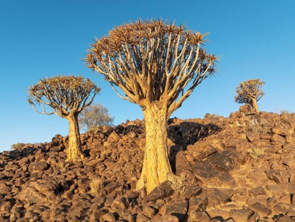 Quiver Tree (Aloidendron dichotomum). Low angle aerial view. Drone shot. Southern Namibia