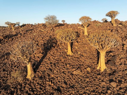 Quiver Tree (Aloidendron dichotomum). Aerial view. Drone shot. Southern Namibia
