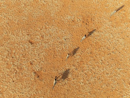 Gemsbok (Oryx gazella). Roaming an arid plain at the edge of the Namib Desert. Aerial view. Drone
