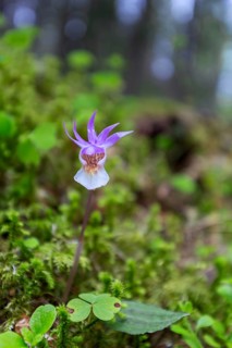 Calypso orchid, fairy slipper, Venus's slipper (Calypso bulbosa, Cypripedium bulbosum) in flower in