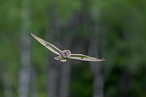 Long-eared owl (Asio otus) in flight over grassland at forest edge, hunting for rodents like mice