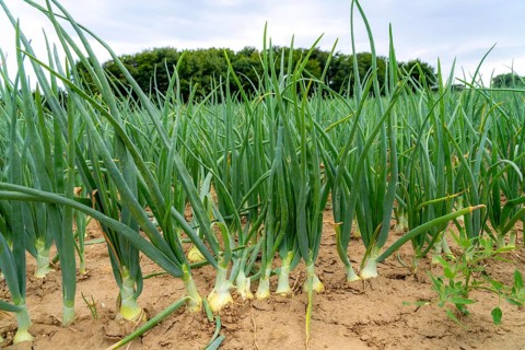 Agriculture, field with onions, shortly in front of harvest, near Nettetal, on the Lower Rhine,