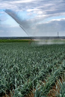 Agriculture, artificial irrigation of a field, sprinkler system, leek, leek, east of Nettetal, on