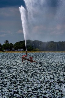Agriculture, artificial irrigation of a field, irrigation system, cabbage cultivation, red cabbage,
