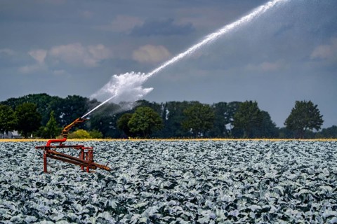 Agriculture, artificial irrigation of a field, irrigation system, cabbage cultivation, red cabbage,