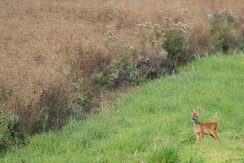 Fawn (Capreolus capreolus) at the edge of a field, Mecklenburg-Western Pomerania, Müritz region,