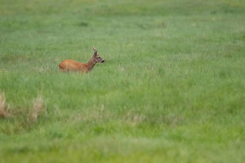 Roebuck (Capreolus capreolus), Mecklenburg-Western Pomerania, Müritz region, Germany