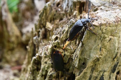 The Prionus coriarius beetle (Prionus coriarius) on dead wood