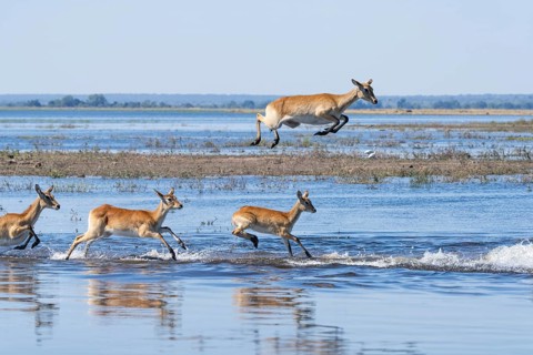 Red lechwe antelope herd (Kobus lache) runs through shallow water, splashing wildly in Chobe River.