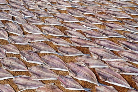 Cleaned fish drying in the sun on coconut matte, Negombo, Sri Lanka