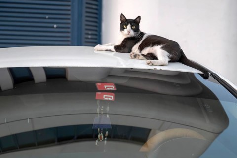 Domestic cat (Felis catus) lying on a car roof, Abu Dhabi, United Arab Emirates